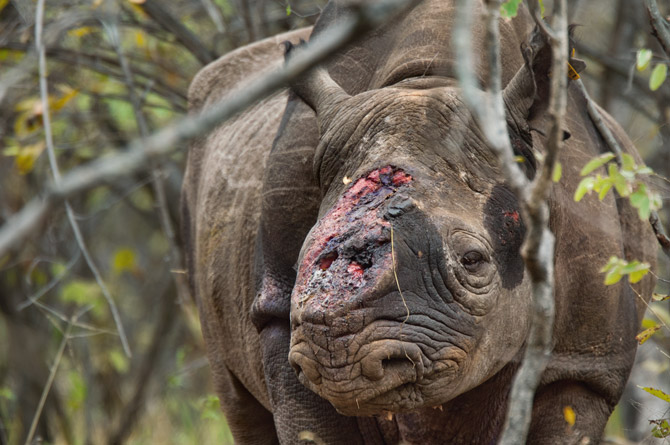 Nguồn ảnh: http://ngm.nationalgeographic.com/2012/03/rhino-wars/stirton-photography#/01-hornless-black-rhino-670.jpg