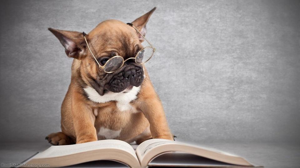 Dog-Reading-book