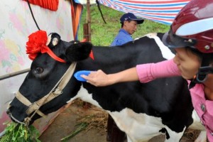 Những nàng bò được chủ của chúng nâng niu và chăm sóc một cách tử tế nhất có thể. Ảnh: TT-VH